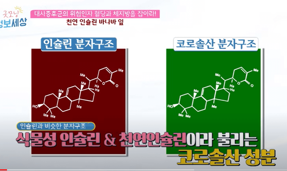 인슐린-분자구조-코로솔산-분자구조-비교-사진