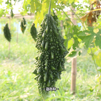 여주 효능