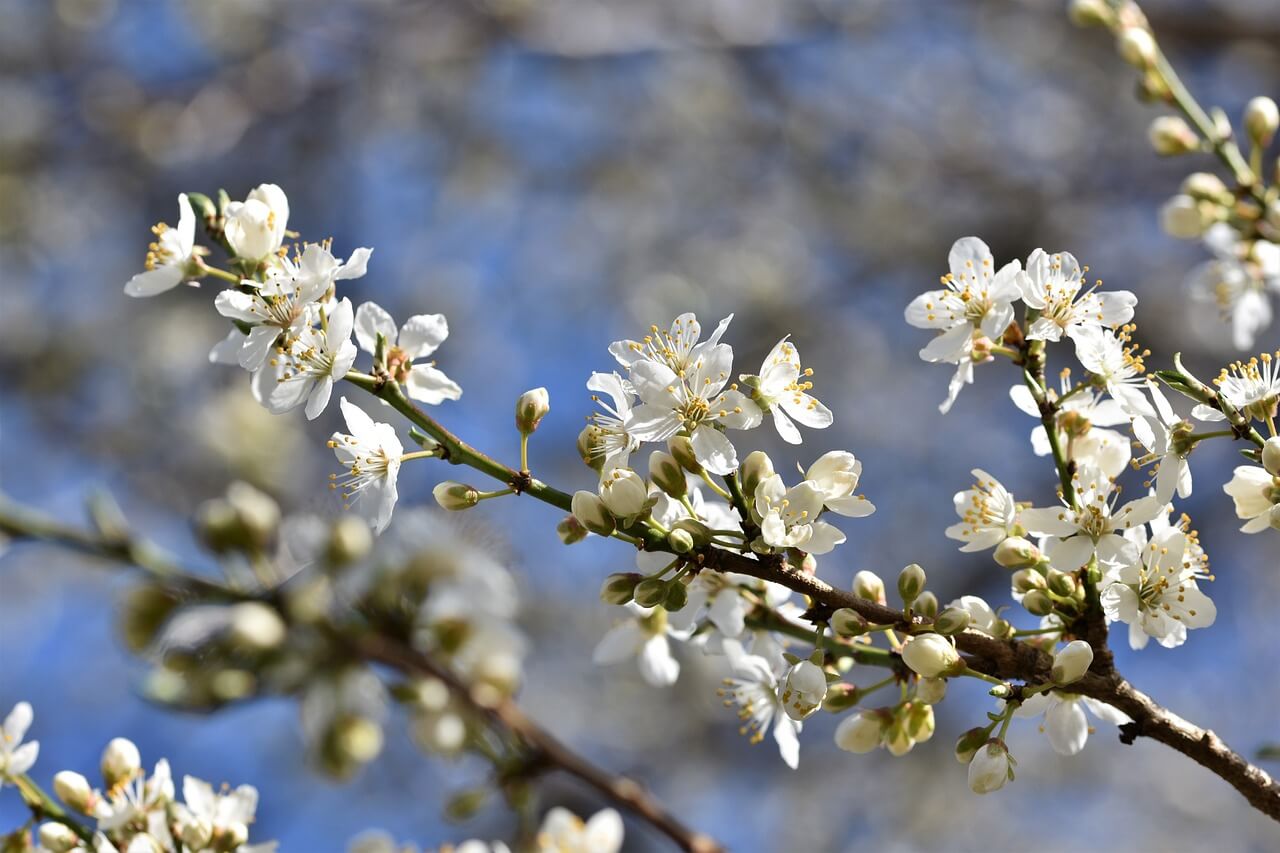 구례 산수유꽃축제 기간