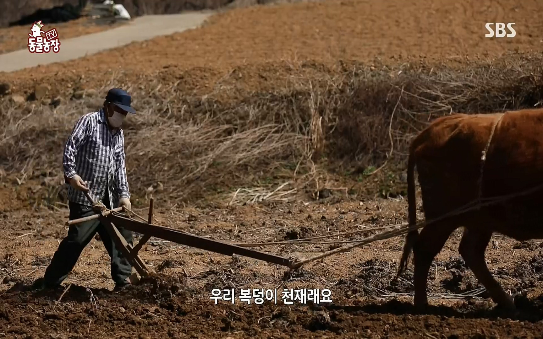 TV 동물농장.E1067.220501p.H264-F1RST.mp4_20220501_183347.085.jpg