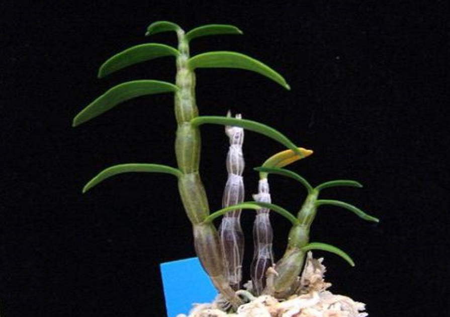 화구(華篝)はなかがり