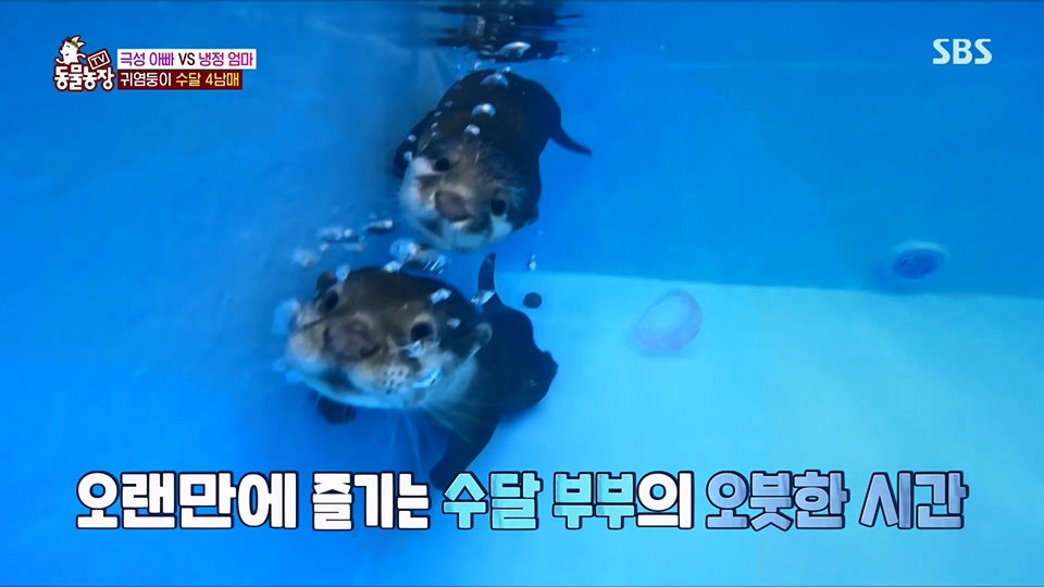 TV 동물농장.E1128.230709p.H264-F1RST.mp4_20230709_183619.786.jpg