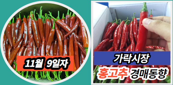  [경매사 일일보고] 11월 9일자 가락시장 홍고추 경매동향을 살펴보겠습니다!