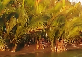 Nipa palm