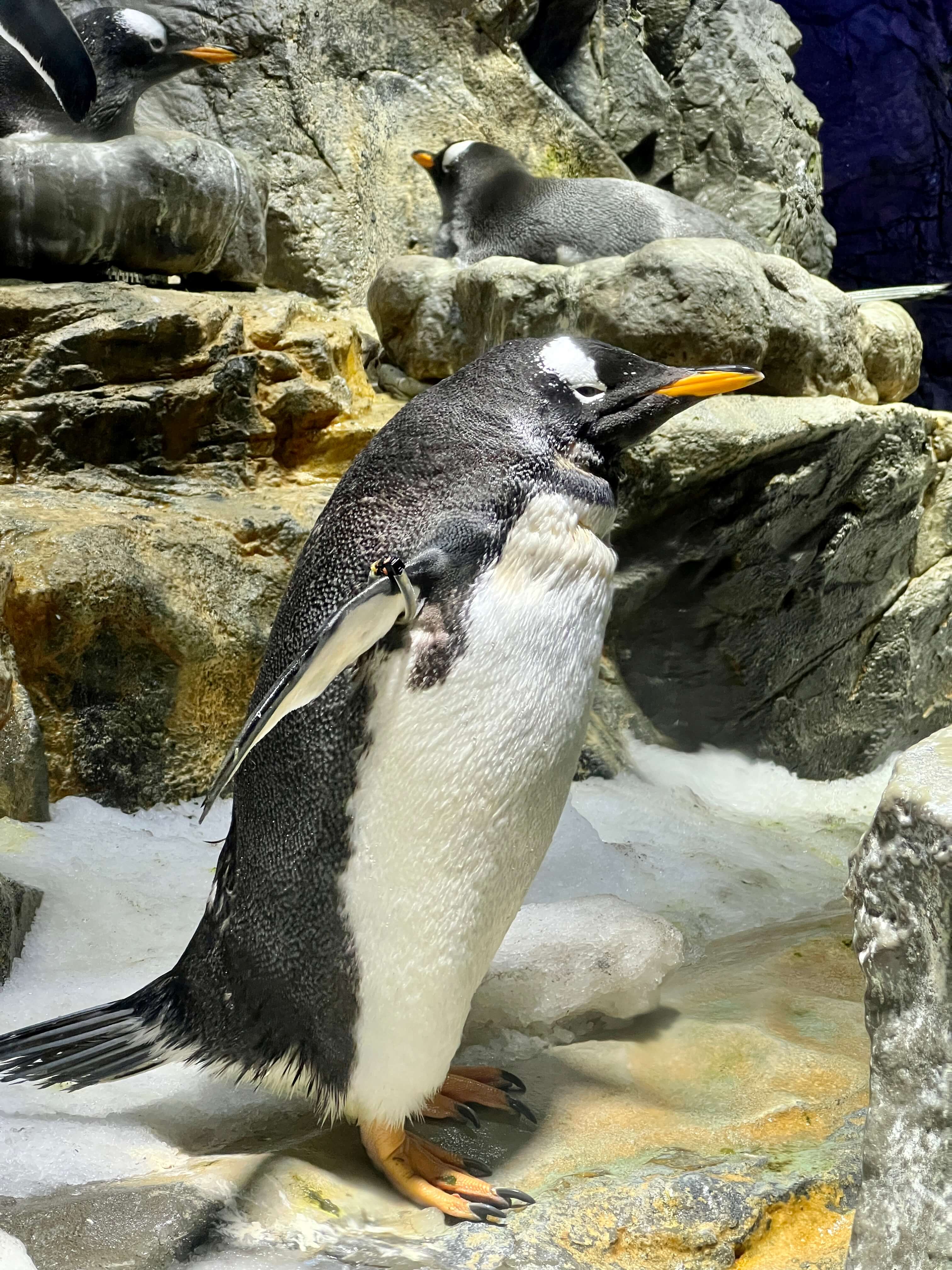 penguin