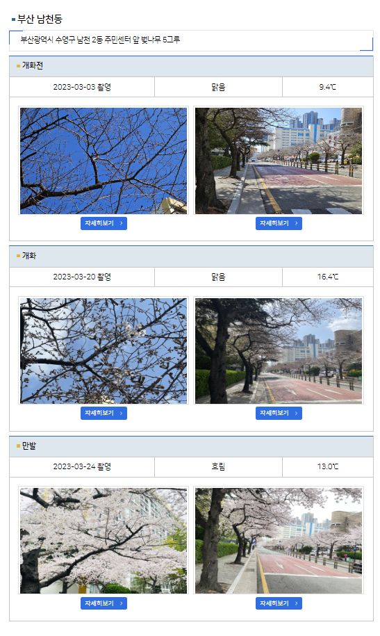 부산 남천동 벚꽃 사진 - 출처 : 기상청 홈페이지