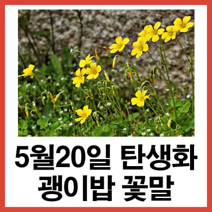 5월-20일-탄생화-괭이밥-꽃말