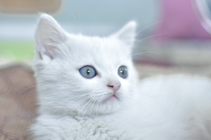  고양이는 얼마나 살까? 고양이 평균 수명에 대해 알아보자 