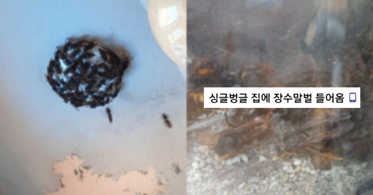  집에 장수말벌이 들어온 디시인 후기