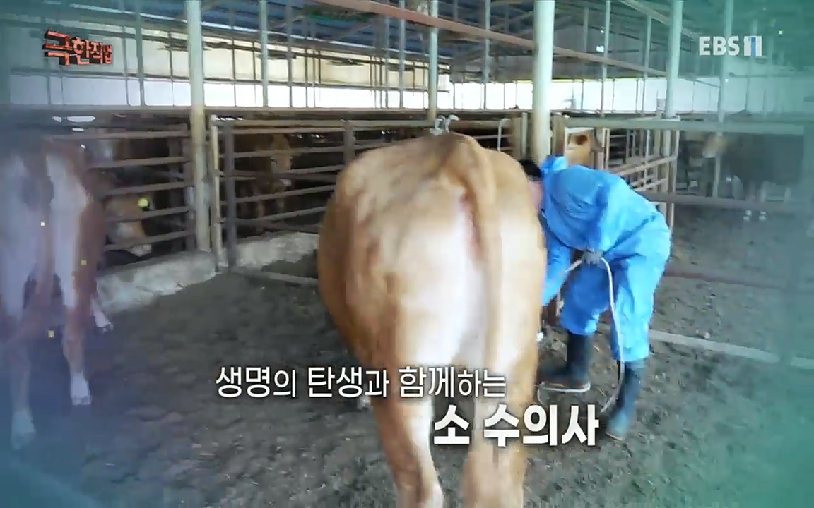 TV - 교육의 중심 EBS동물들을 지켜라, 수의사와 유기 동물 구조팀.mp4_20220913_194219.503.jpg