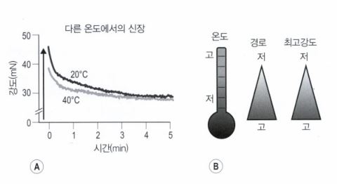 온도에 따른 근육과 근막의 강도가 변하는 그래프를 보여준다.