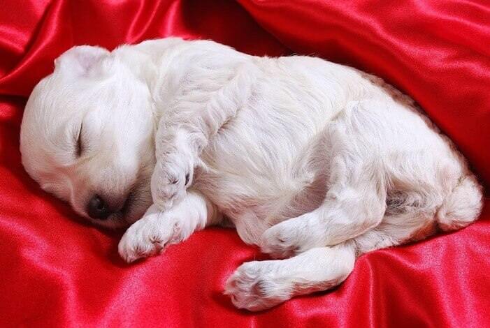태어난 지 한달쯤 되어 보이는 하얀 털의 새끼 개 한마리가 빨간색 천 위에 누워있는 모습