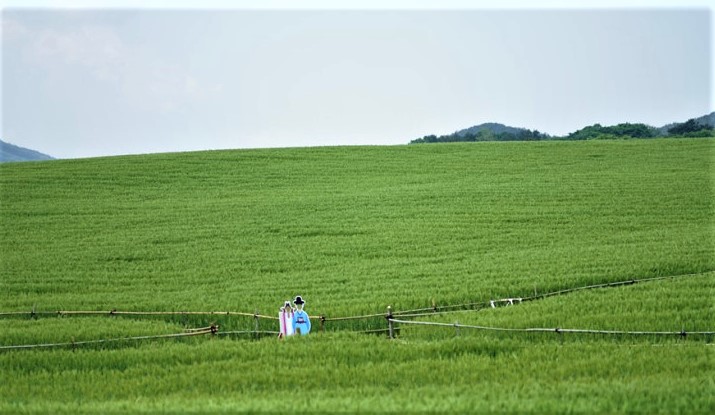 청보리축제_2023 고창청보리밭축제 7