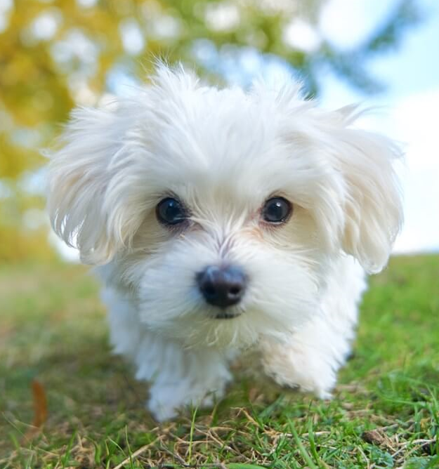  말티즈 (Maltese / マルチーズ)