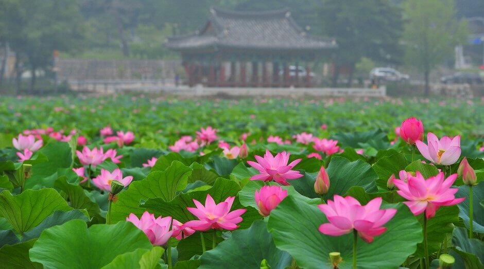 청도-유등연지