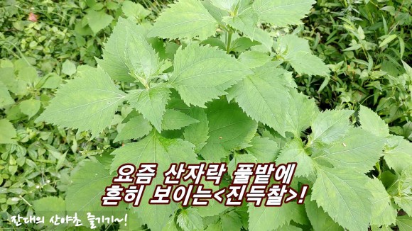 보는 식물 버섯 17종!-2 021.08.08 8월에 자주 7
