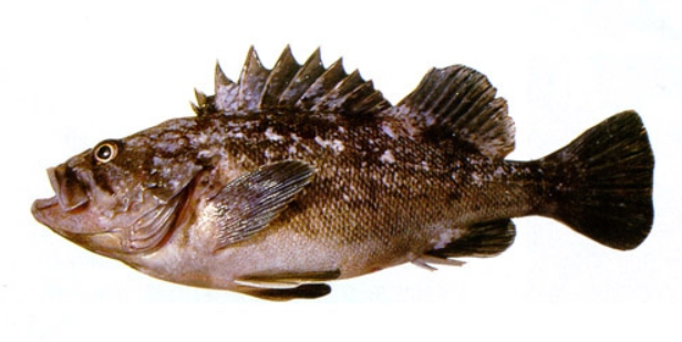 img.jpg