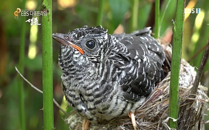 EBS 다큐프라임_ 220628.avi_20220629_210209.635.jpg