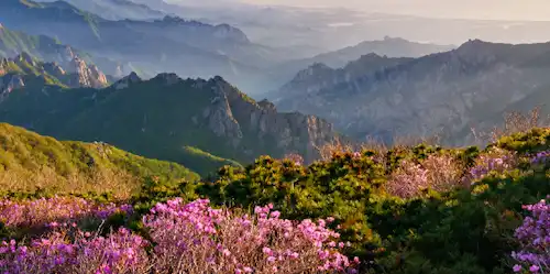 계룡산 국립공원 꽃 이미지