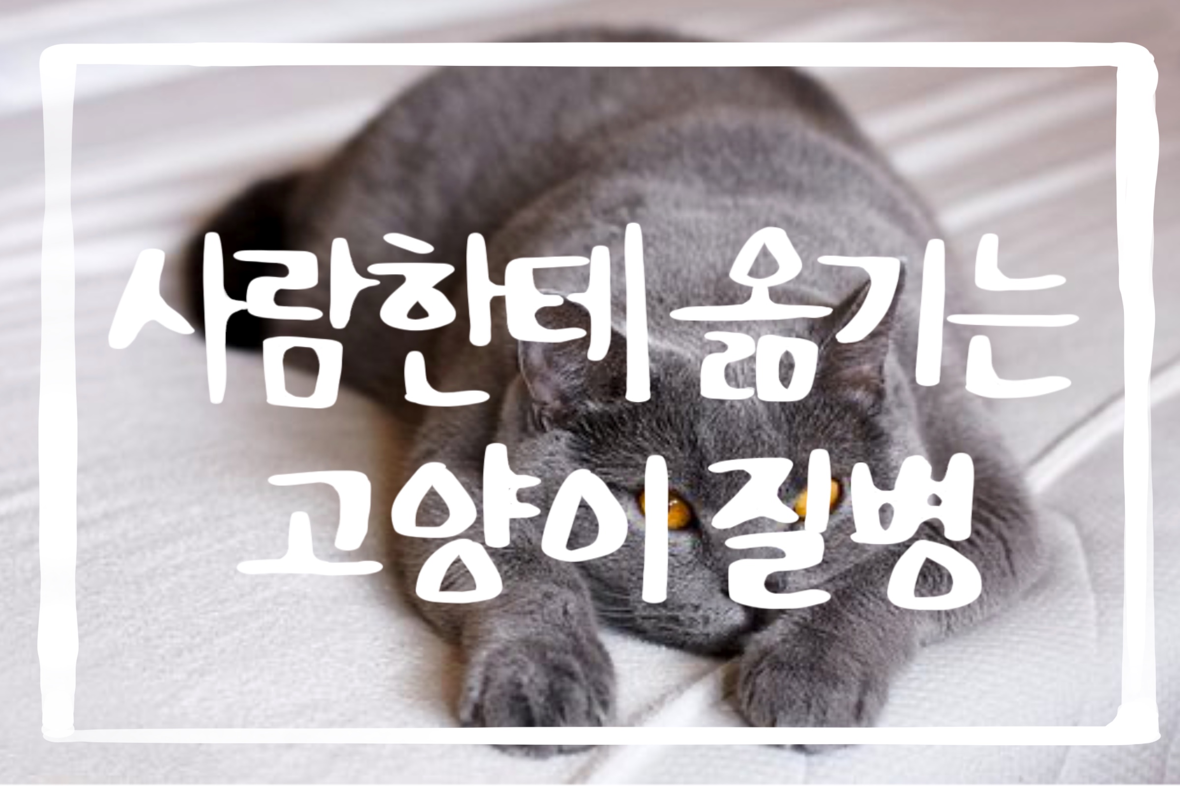  사람에게 옮기는 고양이 질병: 고양이할큄병, 개고양이회충증, Q열, 진균증, 개선충, 톡소플라즈마증, 파스튜렐라증