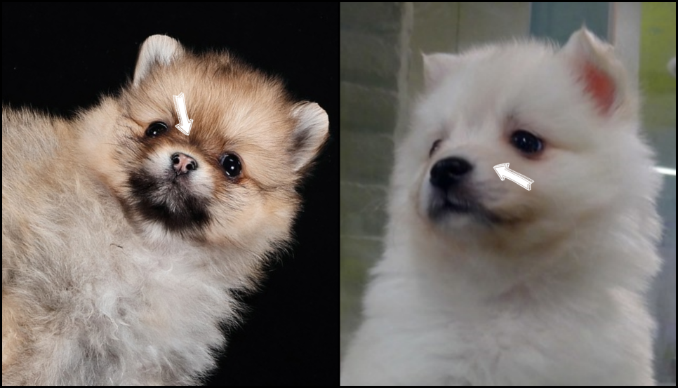 특징 (포메라니안 스피츠와 차임) 믹스견 종류 폼피츠의 성격과 1