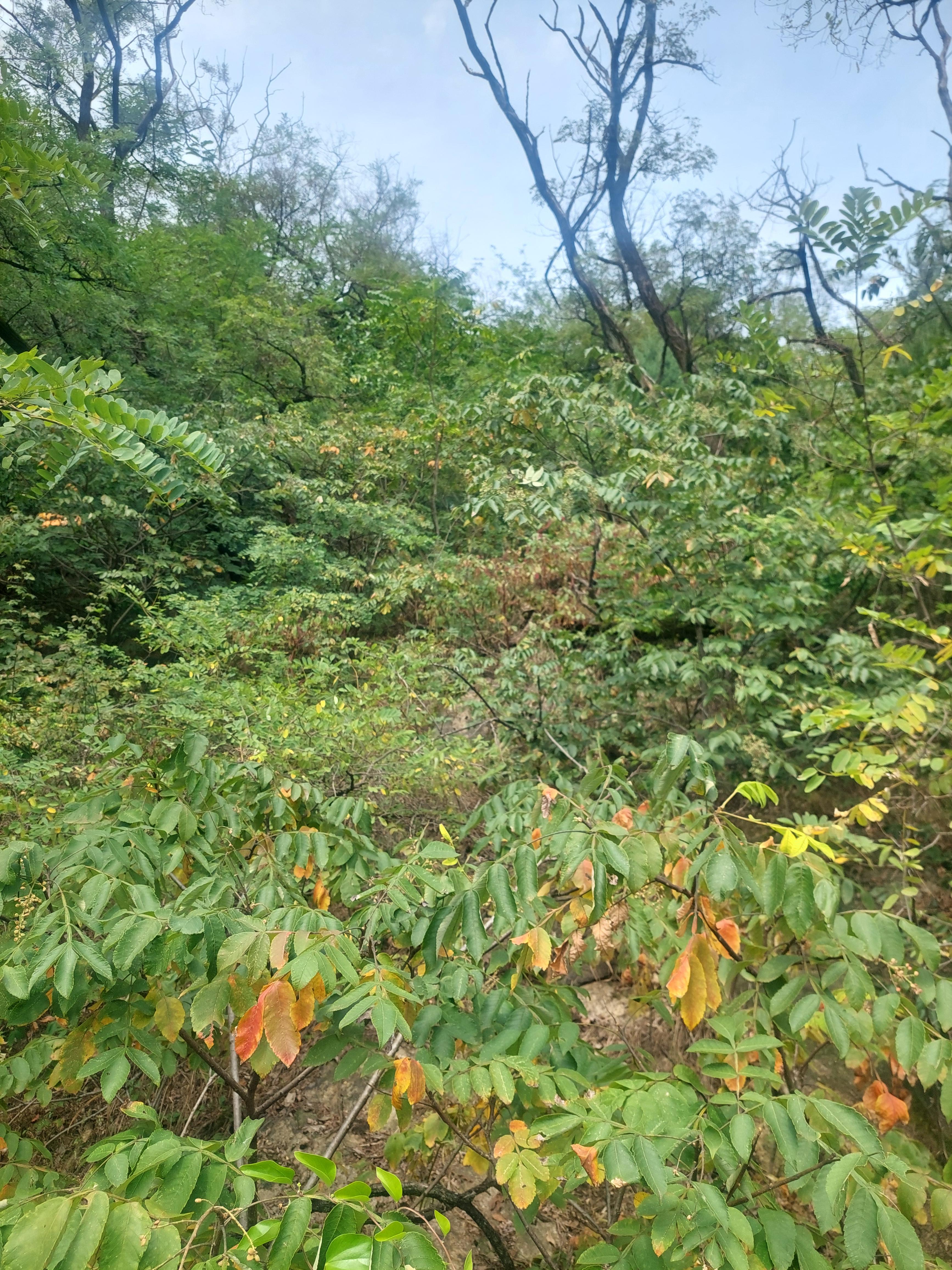 안산