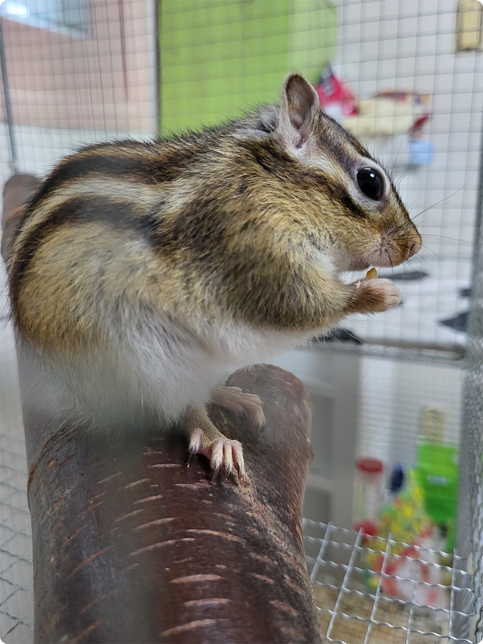  우리집 막둥이 다람쥐 딸랑구~ 옥수수를 너무 맛있게 먹네~ 급 옥수수가 땡기네~ 희안하네~ 너가 먹는건 왜 다 먹고 싶냐?