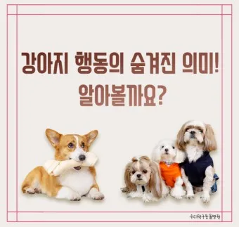 강아지 행동별 특징 의미 강아지 신호 해석 방법_6