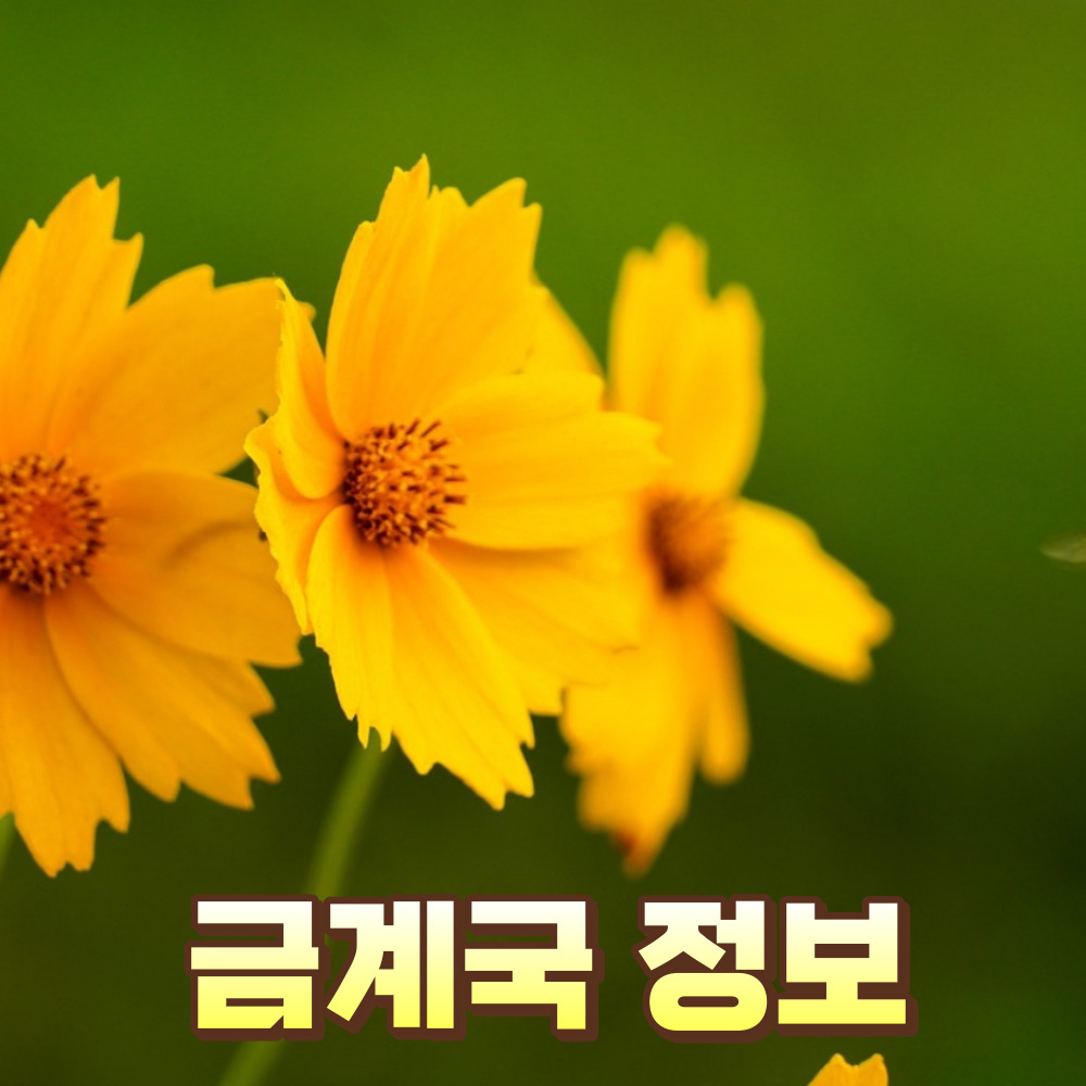 금계국