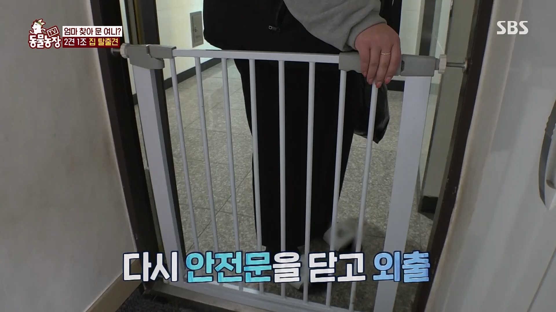 TV 동물농장.E1109.230226p.H264-F1RST.mp4_20230226_161912.336.jpg