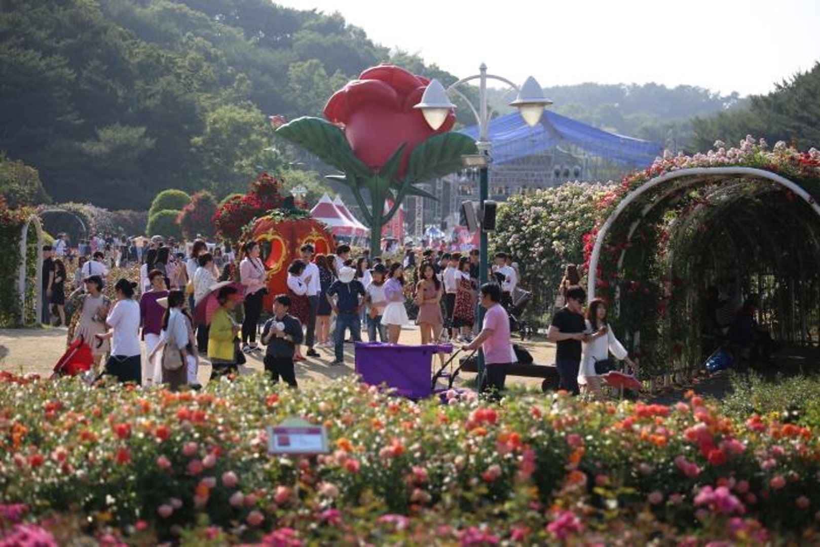 울산대공원 장미원