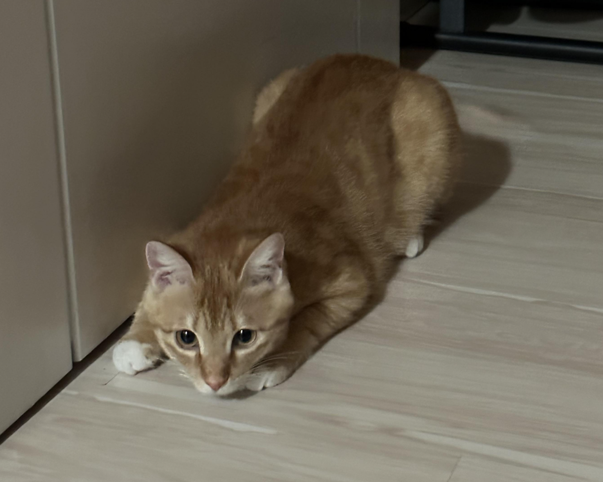  #1 고양이 보험 과연 필요할까? 펫보험 3대장 비교분석