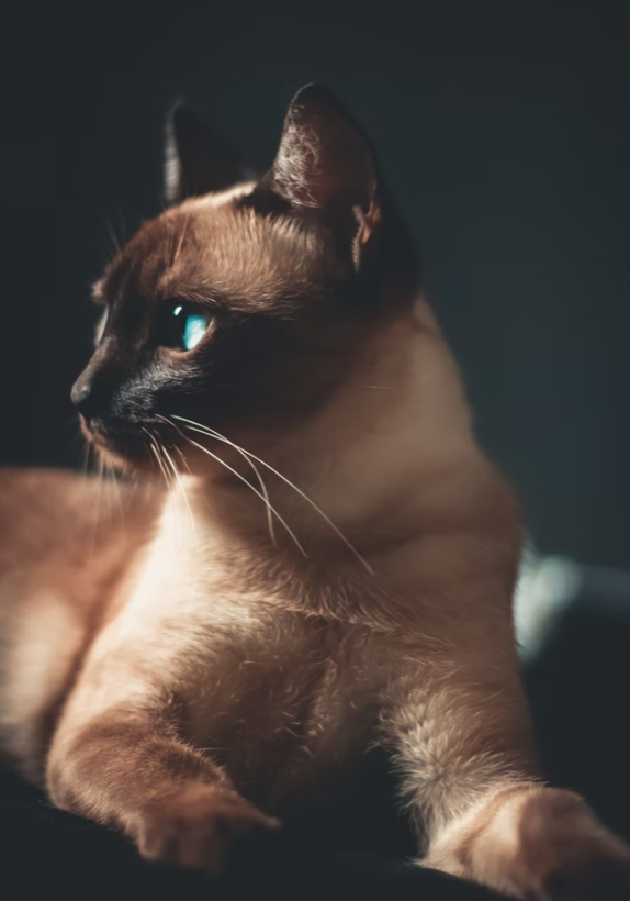 샴고양이 사진