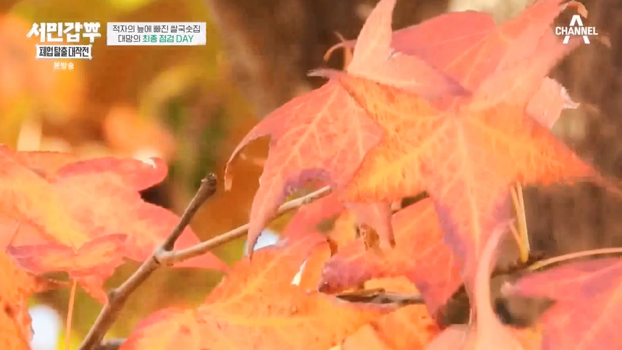 서민갑부 폐업 탈출 대작전.E19.231126p-NEXT.mp4_20231126_155000.476.jpg