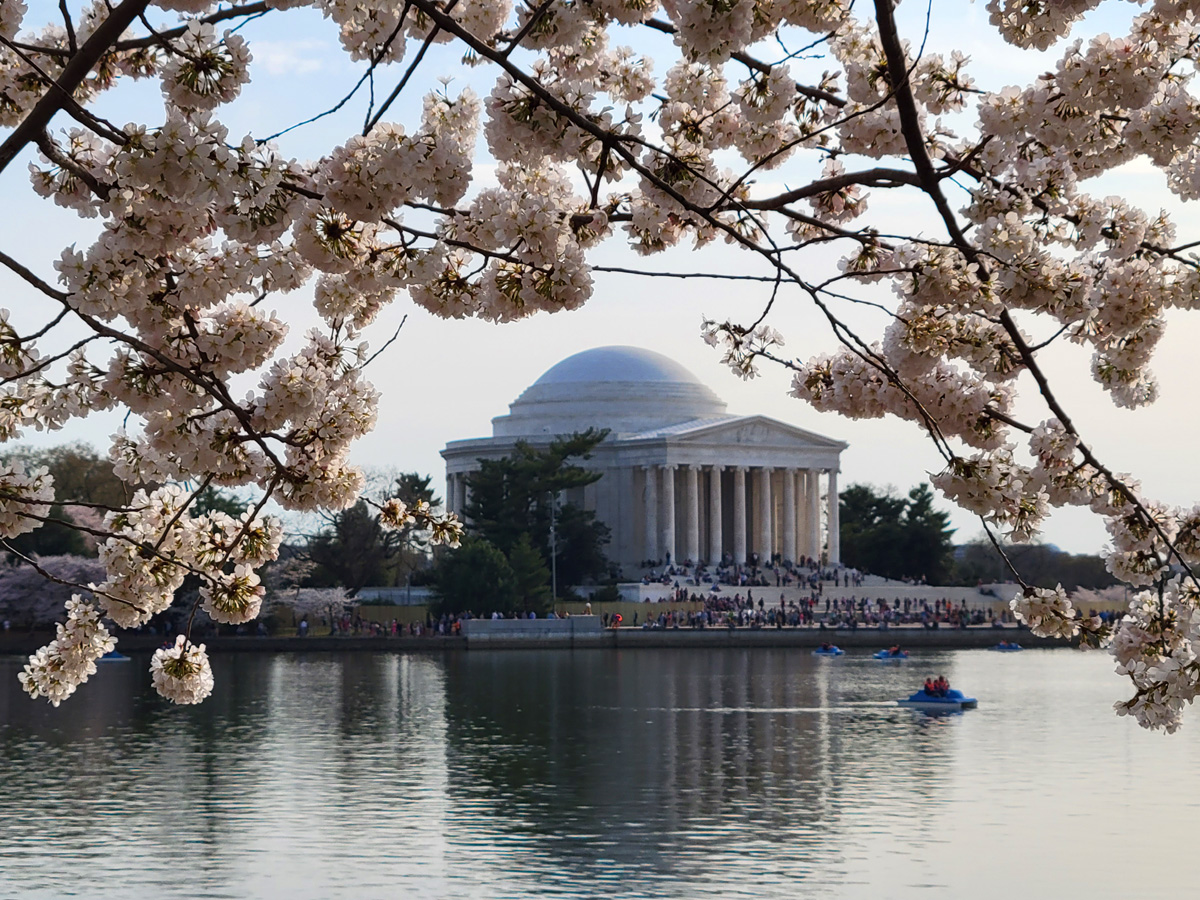 워싱턴 벚꽃축제 기간에 방문한 타이들 베이슨의 토머스제퍼슨 기념관(Thomas Jefferson Memorial)