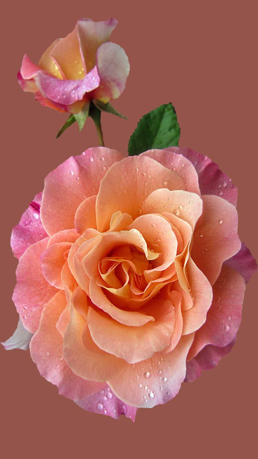 Rose Flower iPhone Wallpaper