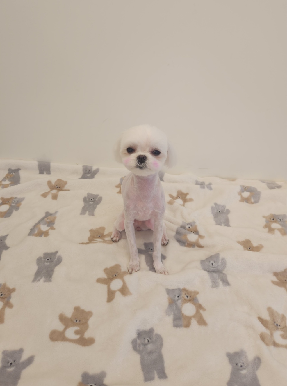 하콩이네 이미지