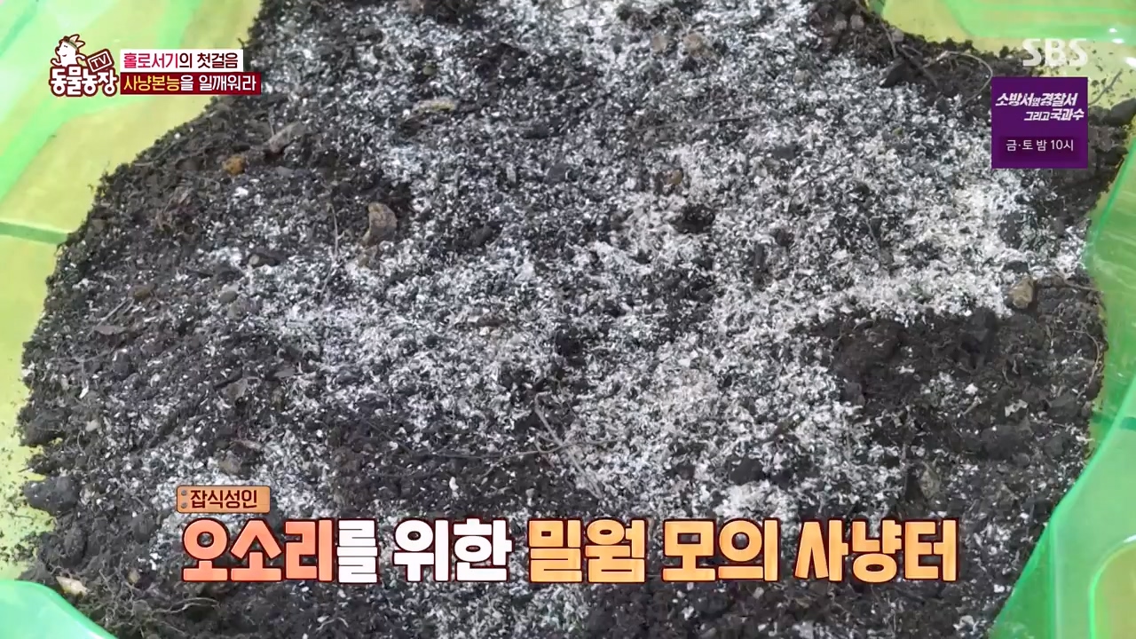 TV 동물농장.E1132.230807p-NEXT.mp4_20230806_164228.621.jpg