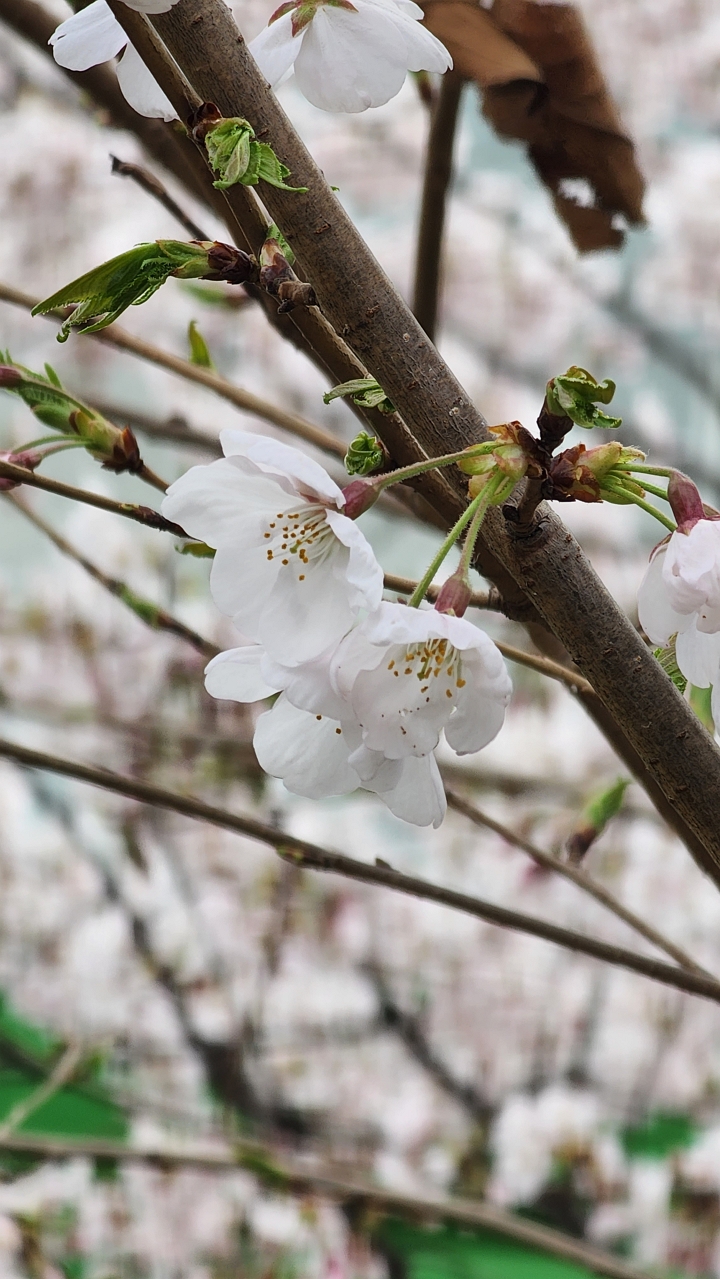 벚꽃 사진 찍기