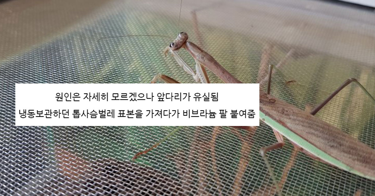  앞발 잃은 사마귀 고쳐준 흑마법사ㄷㄷ