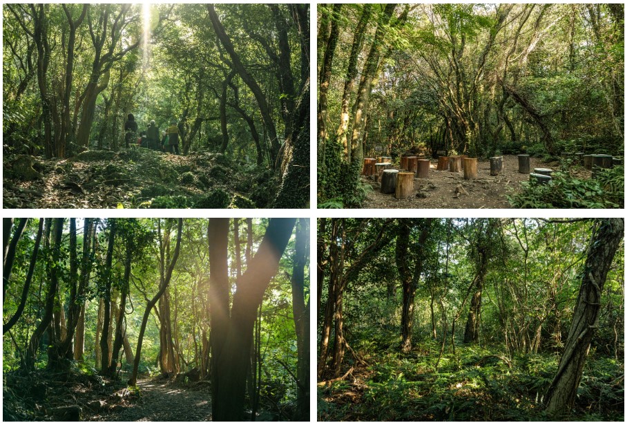 환상숲 곶자왈공원