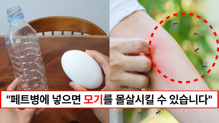 “페트병에 넣기만 하면 됩니다” 모기를 몰살시킬 수 있는 천연 모기퇴치제 만드는 방법 3가지