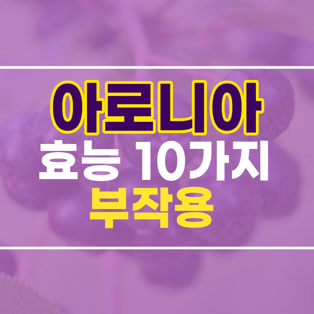  아로니아 효능 10가지 및 부작용