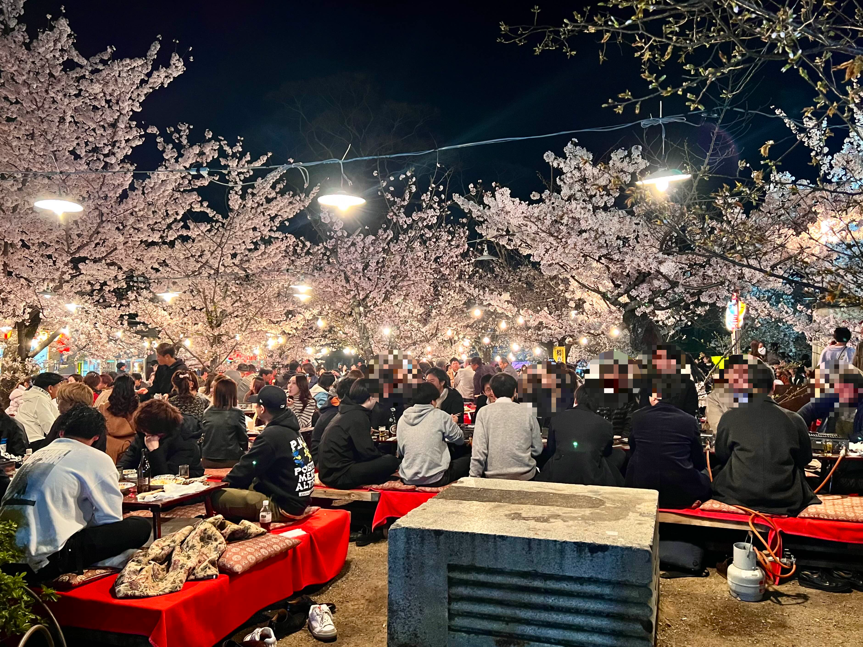 사쿠라마츠리 교토 마루야마공원 야시장 하나미