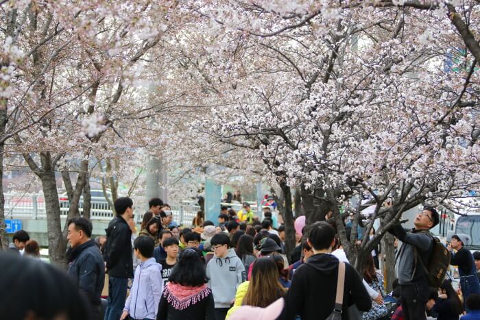 안양 충훈 벚꽃 축제
