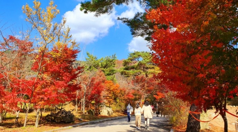- 수덕사, 명상치유림길과 수암산의 가을 예산으로 볼거리, 단풍여행 4