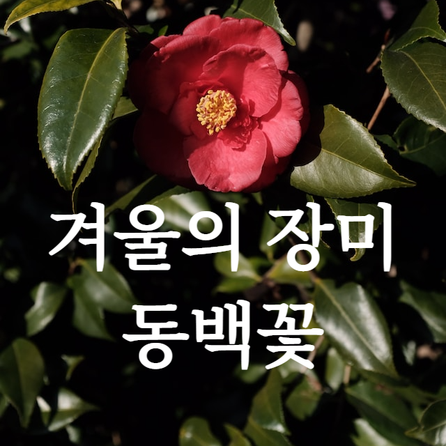 동백꽃 키우기 블로그 글 바로가기