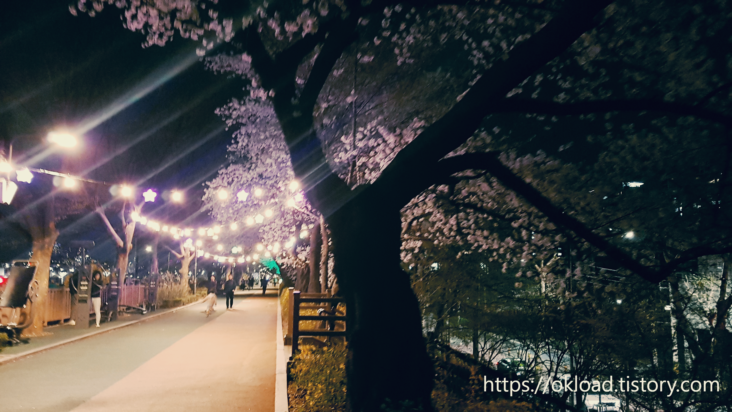 장안동 벚꽃길 ~ 중랑천 벚꽃길 산책 (서울 벚꽃 명소 봄나들이) 8