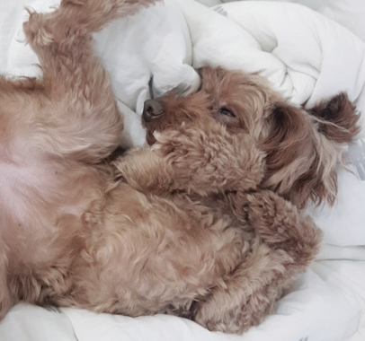  강아지를 위한 우울증 증상 파악 방법과 치료법은?