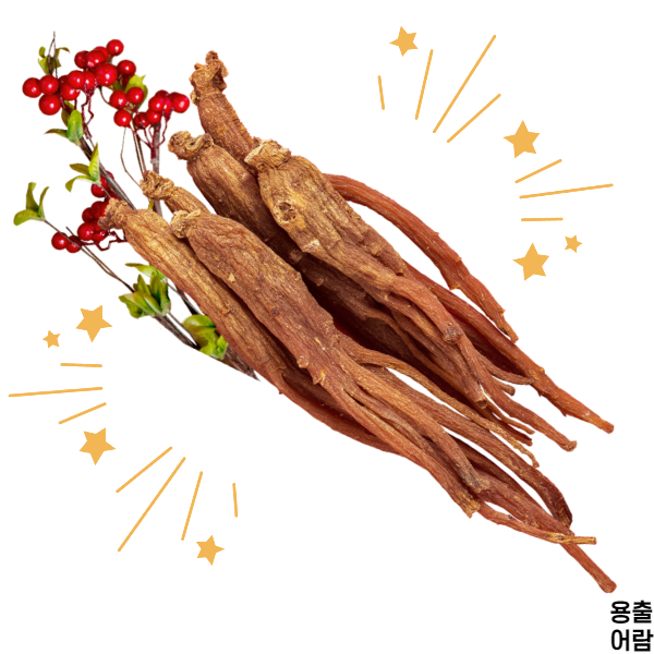  [Health]홍삼 효능과, 왜 사람마다 효과가 다른지.(feat.건강기능식품 홍삼진액 고르는 팁.)